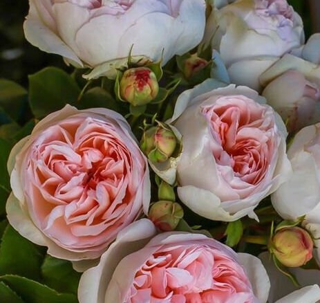 Rose 'Princess Veil' (公主面莎) (1 Gal Live Plant) Shrub Rose