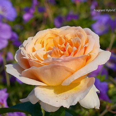 Rose 'Tropicana' (百香果) fragrance, disease resistance, cut flowers (1Gal+ Live Plant) Shrub Rose .