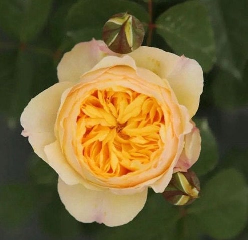 Chinese Rose 'Bird Chirp' (雀啾) (1.5 Gal+ Live Plant) Shrub Rose