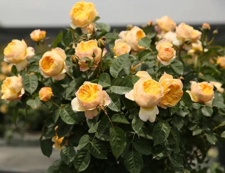 Chinese Rose 'Bird Chirp' (雀啾) (1.5 Gal+ Live Plant) Shrub Rose