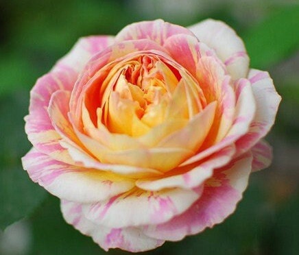 Rose 'Claude Monet' (莫奈) (1 Gal+ Live Plant) Shrub Rose