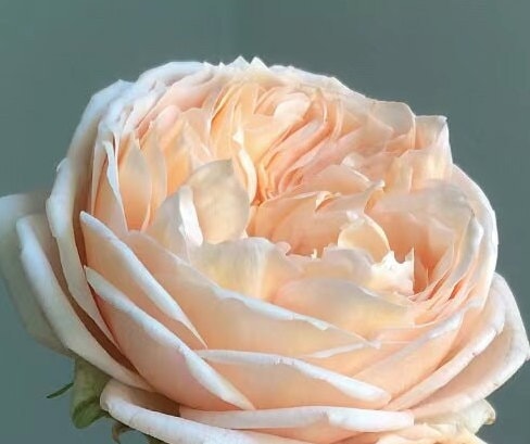 Rose 'Sweet Catalina' (甜蜜凯特琳娜) (1Gal+ Live Plant) Shrub Rose