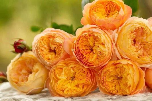 Chinese Rose 'Xing Zi Fei' (杏子肥) (1.5 Gal+ Live Plant) Shrub Rose