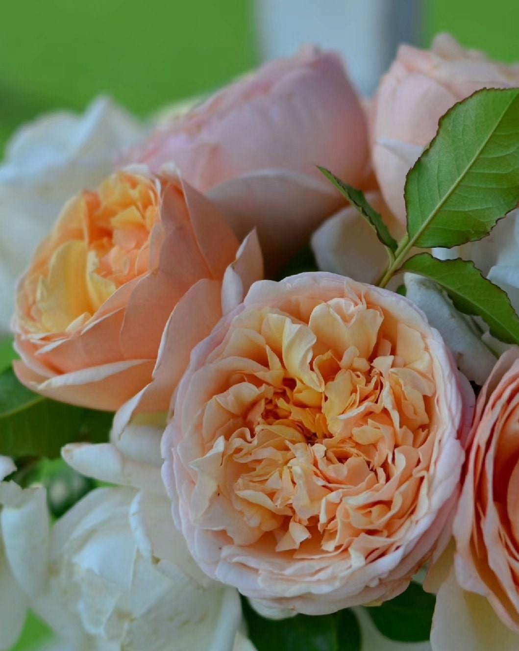 Rose 'Tropicana' (百香果) fragrance, disease resistance, cut flowers (1Gal+ Live Plant) Shrub Rose .