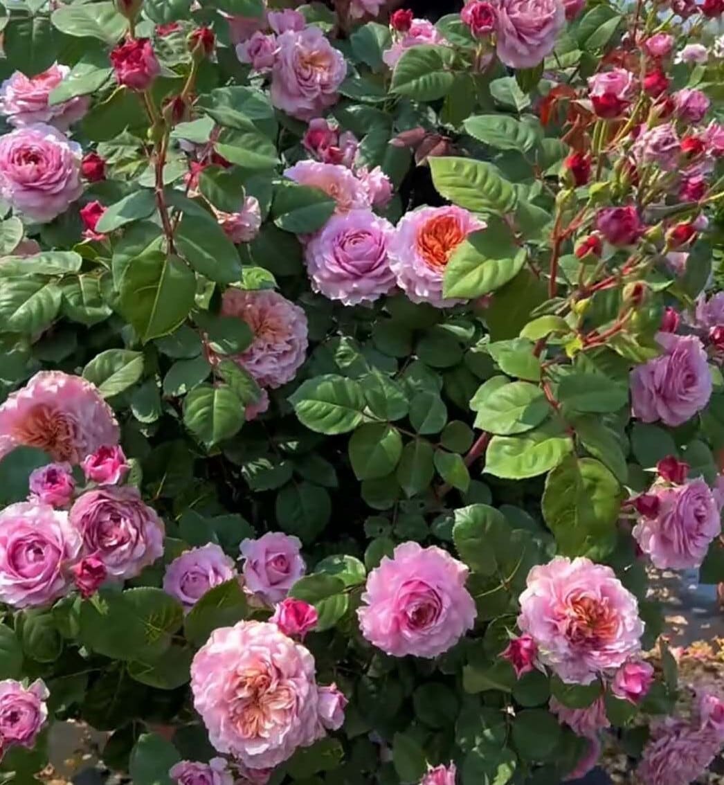 Rose 'Eisvogel' (翠鸟) (2 Gal+ Live Plant) Shrub Rose