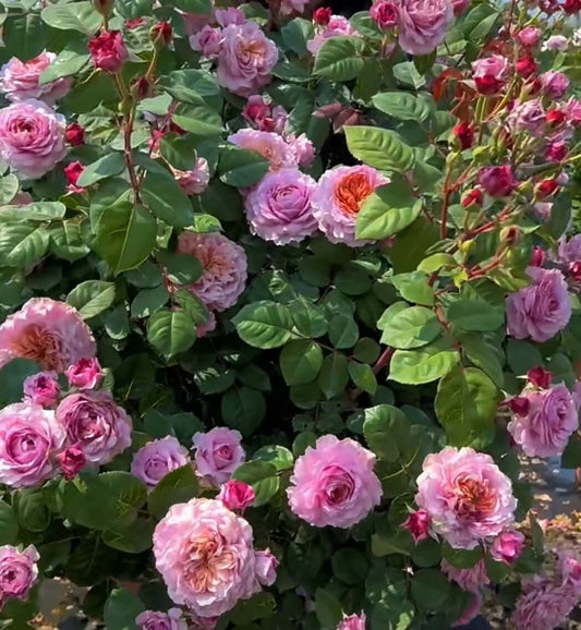 Rose 'Eisvogel' (翠鸟) (1Gal+ Live Plant) Shrub Rose