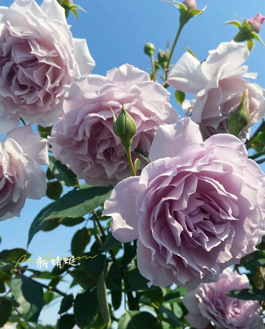 Japanese Rose 'New Libellula' (新蜻蜓) (1 Gal+ Live Plant) Shrub Rose