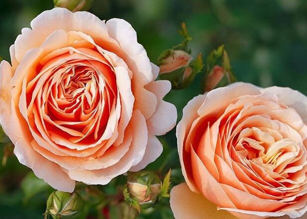 Rose 'Tropicana' (百香果) fragrance, disease resistance, cut flowers (1Gal+ Live Plant) Shrub Rose .