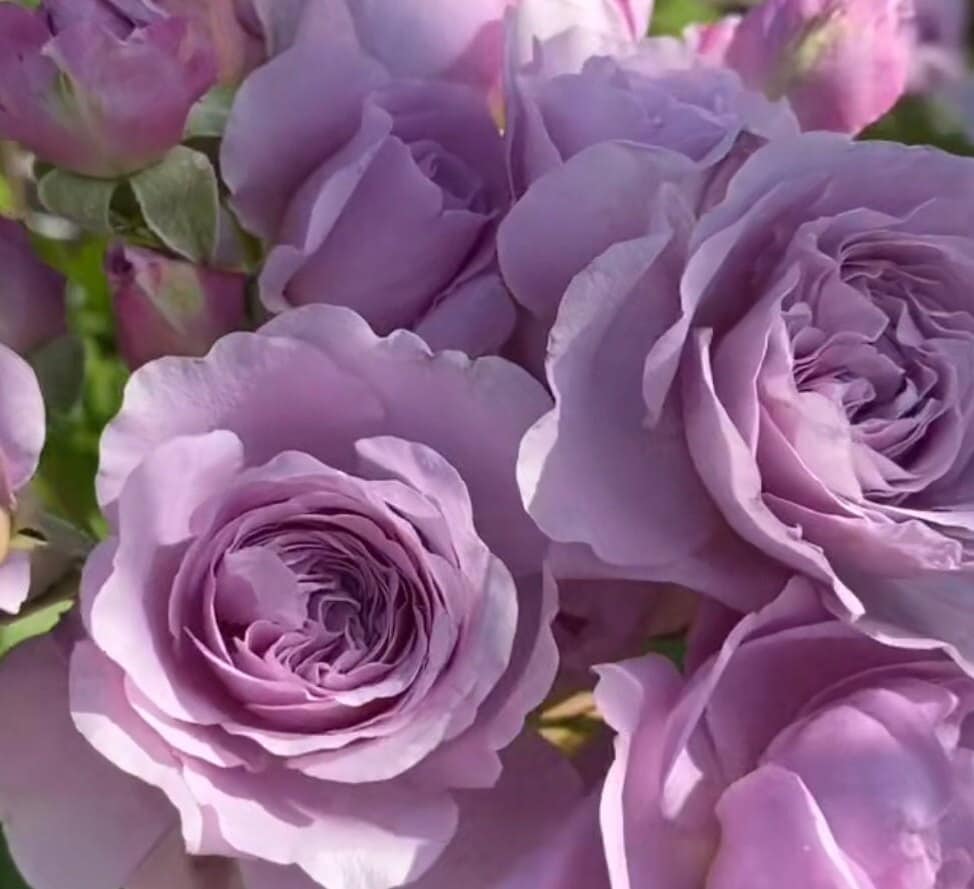 Climbing Rose 'Lavender bouquet' 薰衣草花环) (1 Gal+ Live Plant)