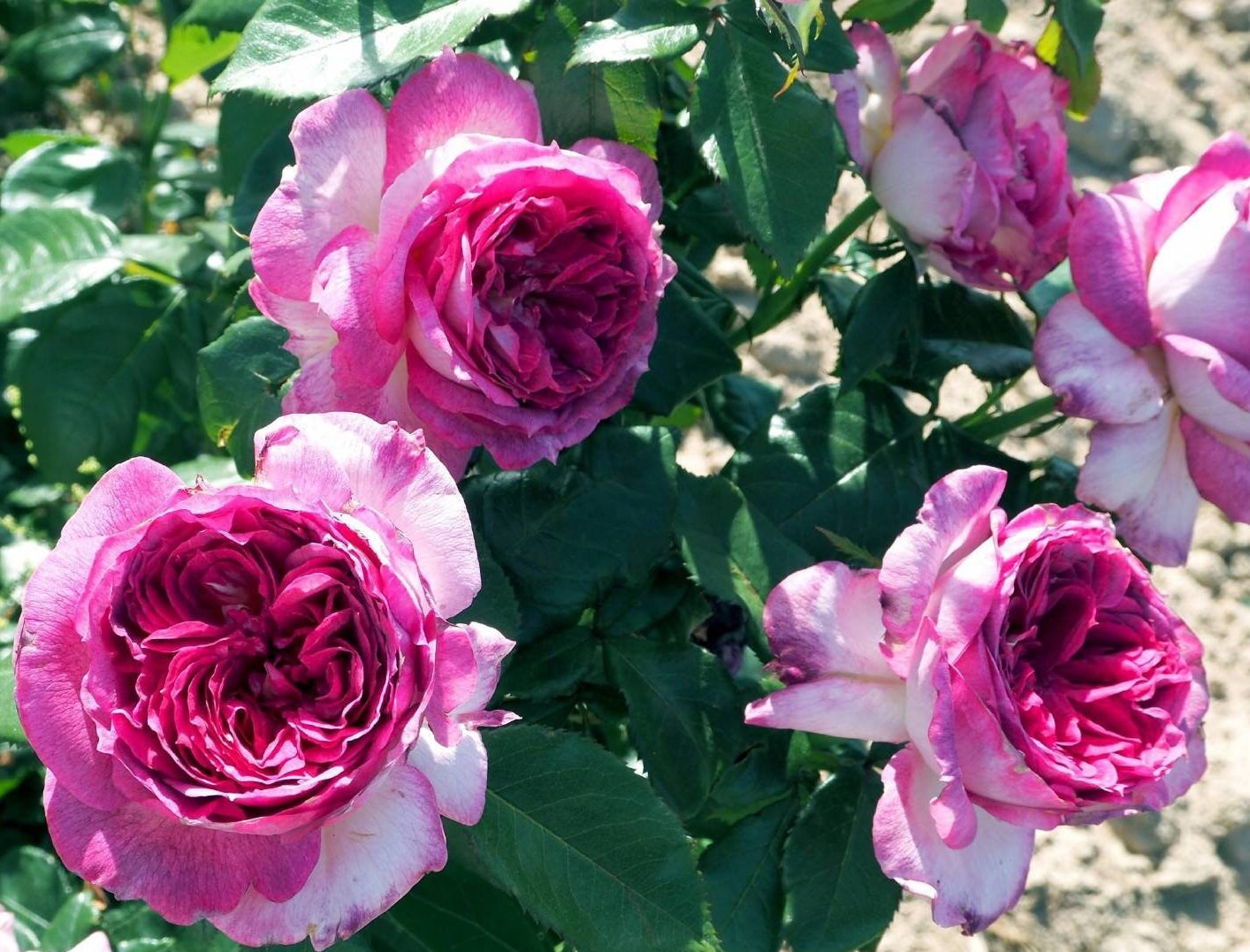 Rose 'Thierry Marx' (蓝莓蛋糕) (1 Gal+ Live Plant) Shrub Rose