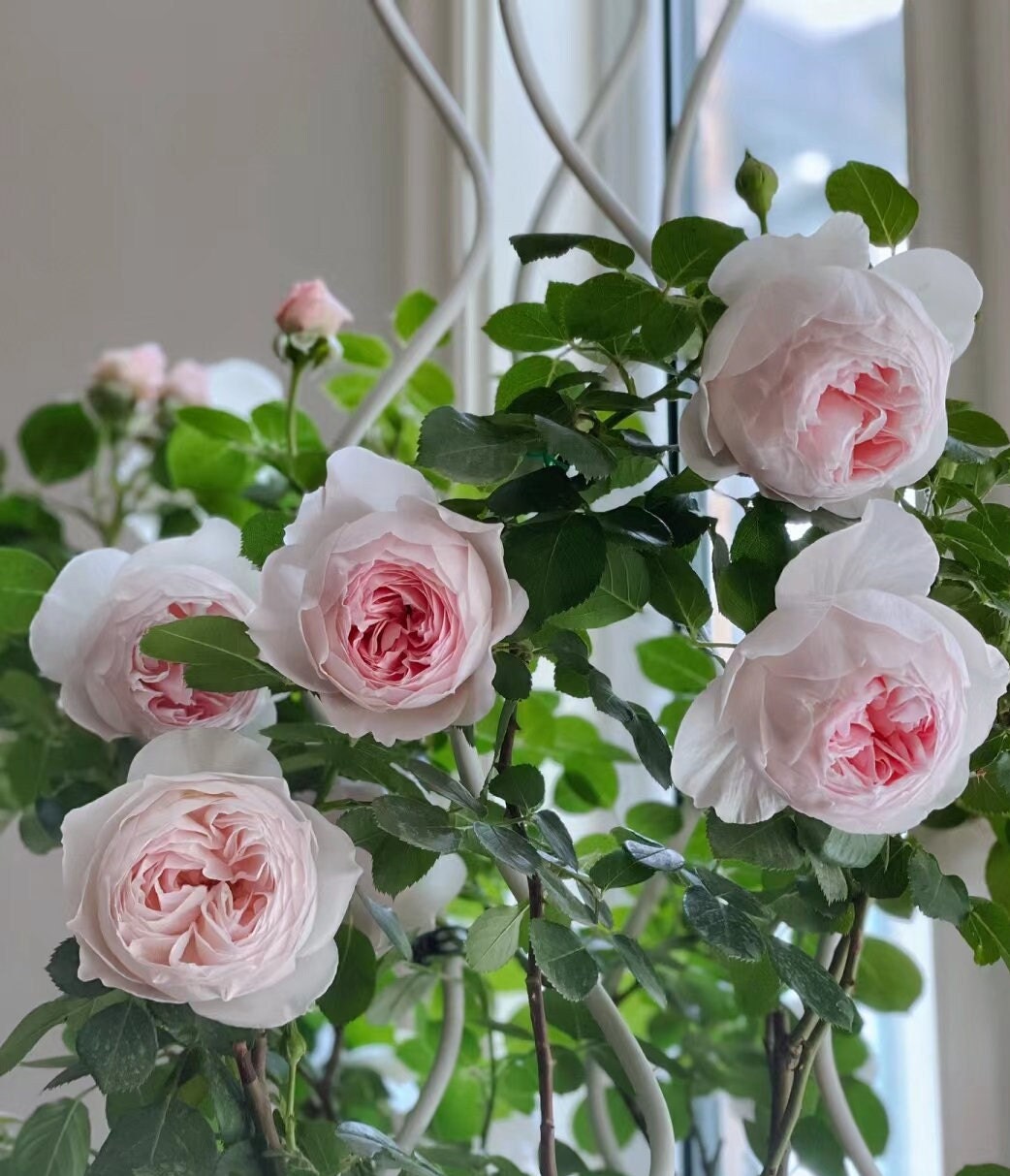 Rose 'Herzogin Christiana' (尘世天使) (2 Gal+ Live Plant) Shrub Rose