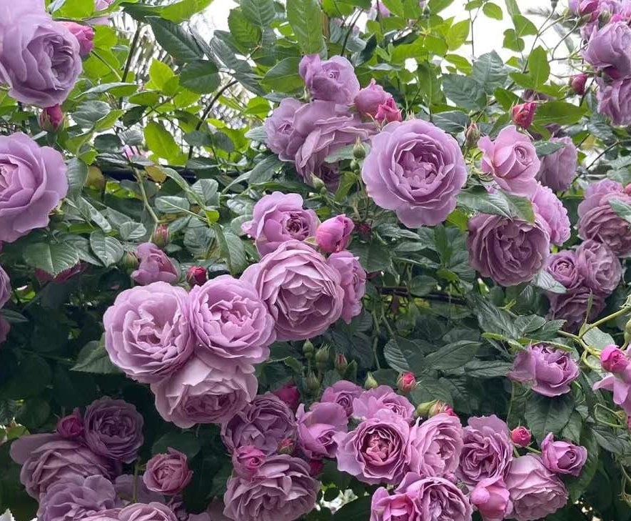 Climbing Rose 'Lavender bouquet' 薰衣草花环) (1 Gal+ Live Plant)