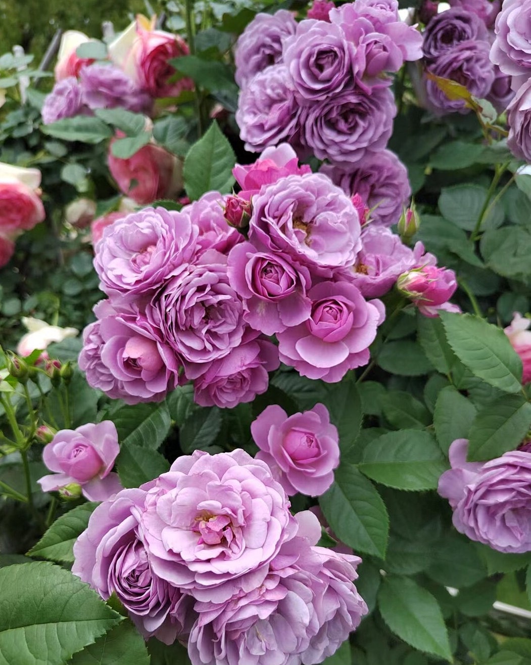 Climbing Rose 'Lavender bouquet' 薰衣草花环) (1 Gal+ Live Plant)