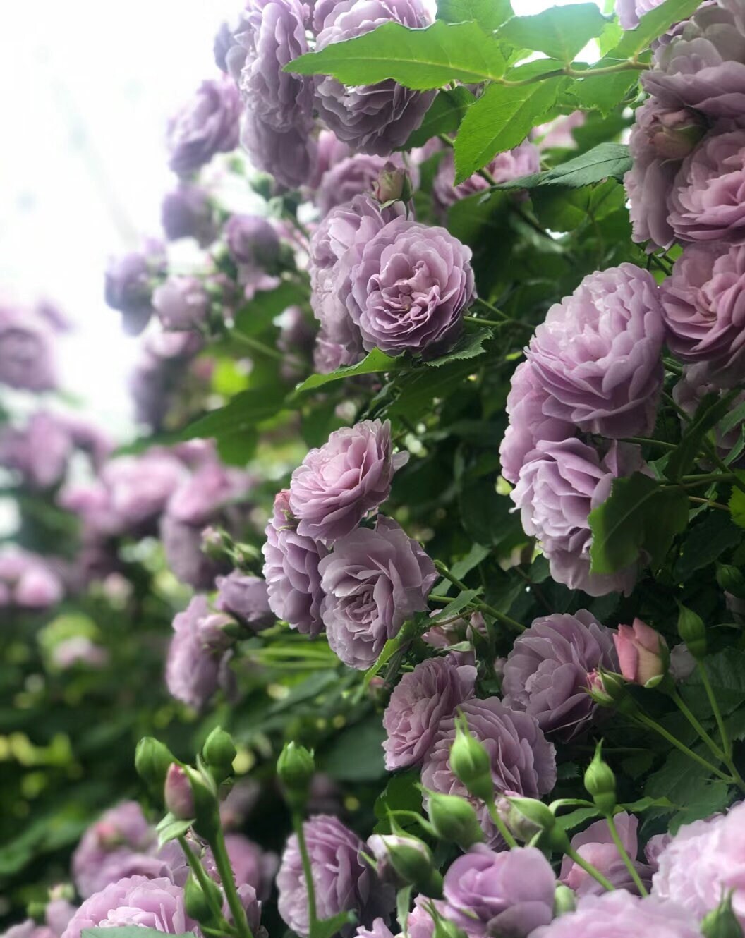 Climbing Rose 'Lavender bouquet' 薰衣草花环) (1 Gal+ Live Plant)