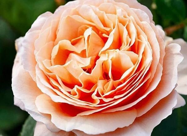 Rose 'Tropicana' (百香果) fragrance, disease resistance, cut flowers (1Gal+ Live Plant) Shrub Rose .