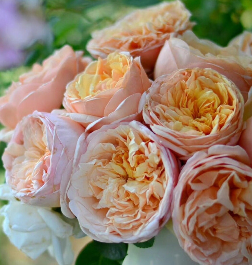 Rose 'Tropicana' (百香果) fragrance, disease resistance, cut flowers (1Gal+ Live Plant) Shrub Rose .