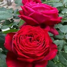 Rose 'Janice Kellog' (詹尼斯.凯洛格) (1Gal Live Plant) Shrub Rose