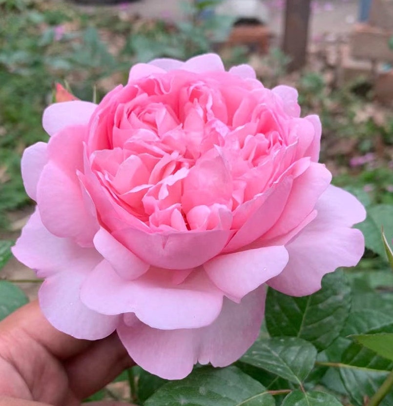 Rose 'Mauritia' (远古大陆) (1 Gal+ Live Plant) Shrub Rose