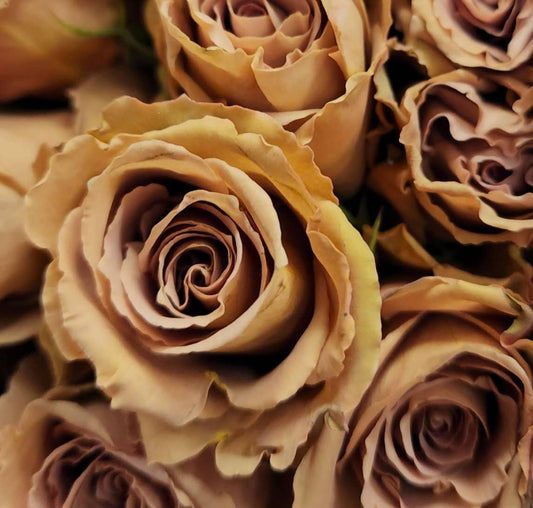 Rose 'Toffee Ecuadorian' (太妃糖) (2 Gal+ Live Plant) Shrub Rose