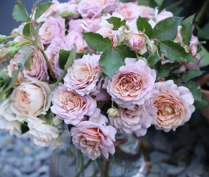 Rose 'Suo Qingqiu' (锁清秋) (1 Gal+ Live Plant) Shrub Rose
