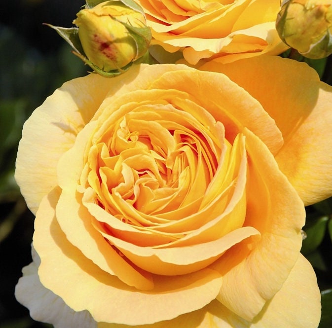 Rose 'Candlelight' (烛光) (1 Gal+ Live Plant) Shrub Rose