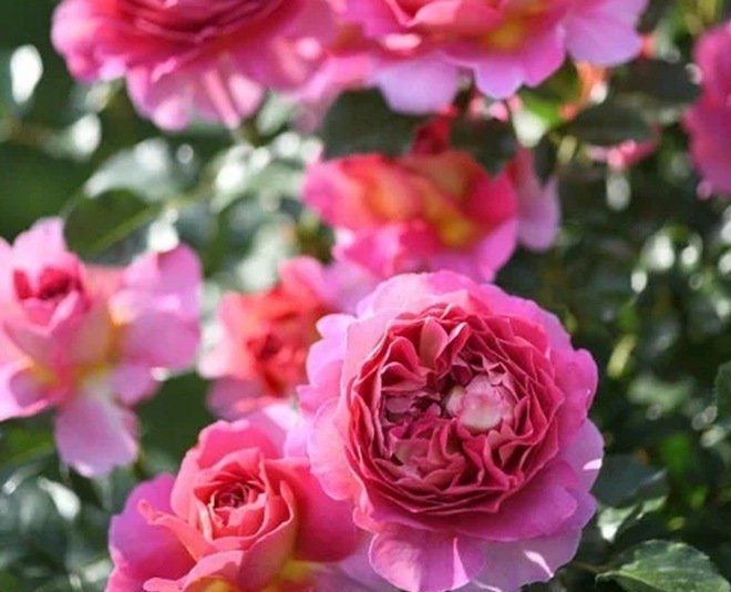 Rose 'Esprit de Paris' (巴黎精神) (1 Gal+ Live Plant) Shrub Rose