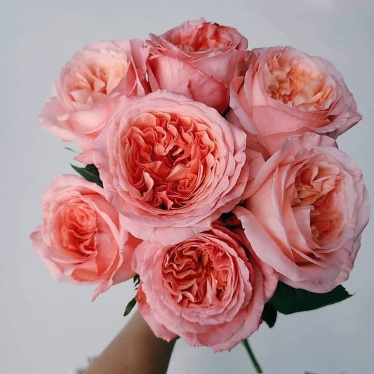 Rose 'London Eye' (伦敦眼) (1Gal+ Live Plant) Shrub Rose