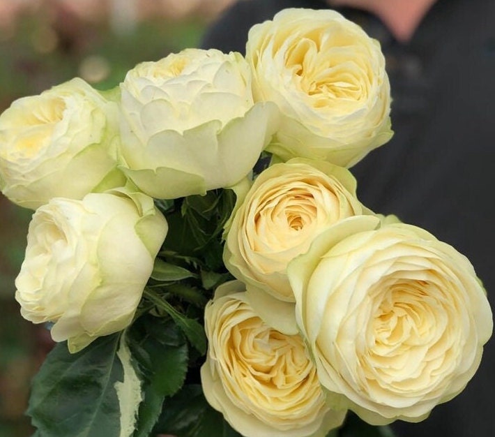 Rose 'Pure Blond' (纯金美女) (2 Gal+ Live Plant) Shrub Rose