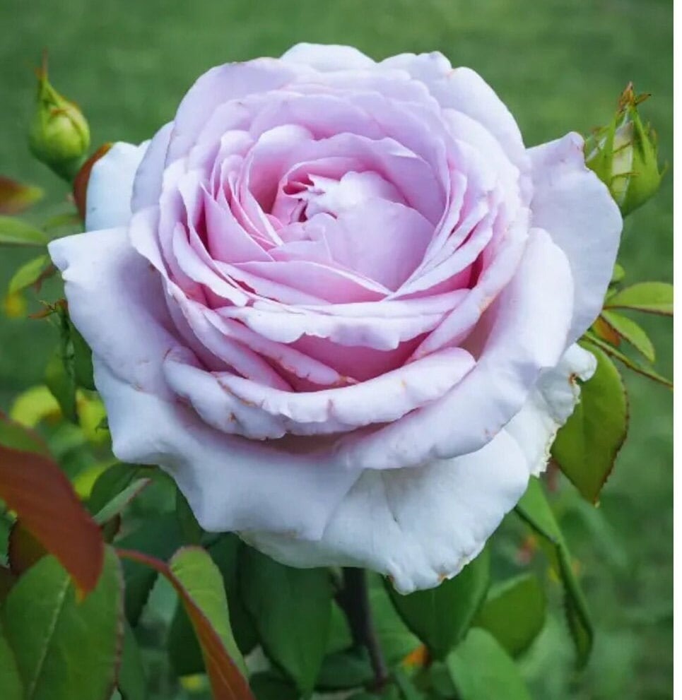 Rose 'The Pride' (荣耀) (1 Gal+ Live Plant) Shrub Rose