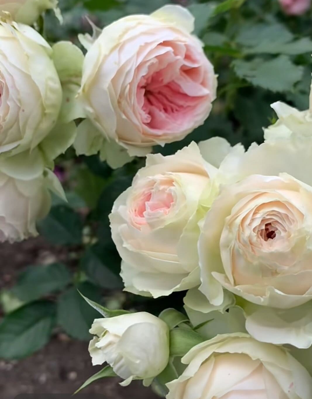 Rose 'Pompon Veranda' (绒球门廊) (1 Gal Live Plant) Shrub Rose