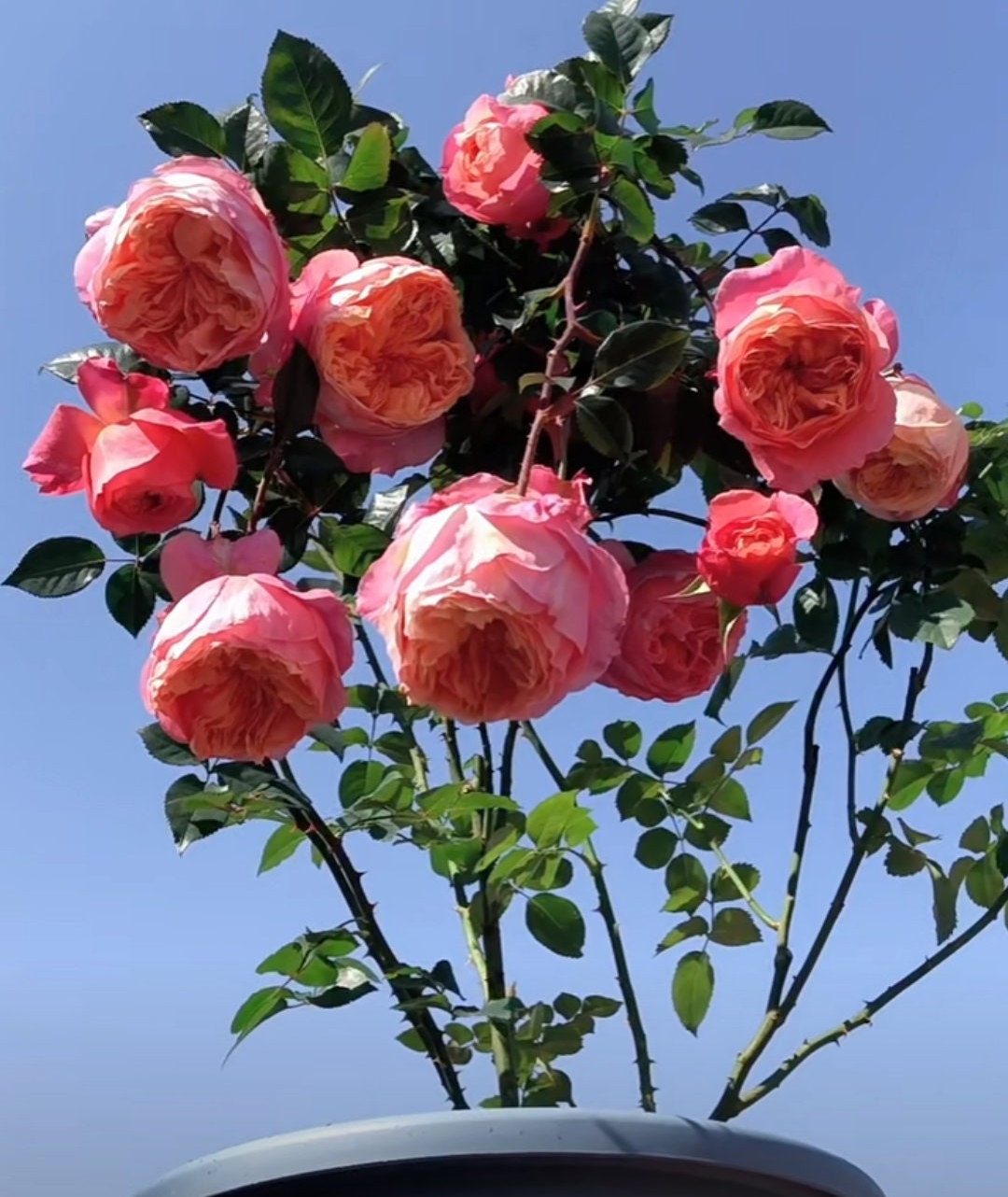 Rose 'Victorian Secret' (维多利亚的秘密) (1 Gal+ Live Plant) Shrub Rose