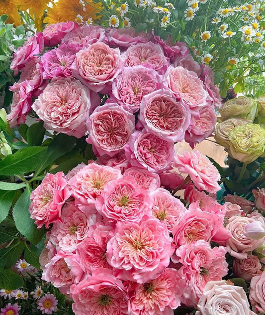 Japanese Rose 'Mikoto' (美琴) (1 Gal+ Live Plant) Shrub Rose