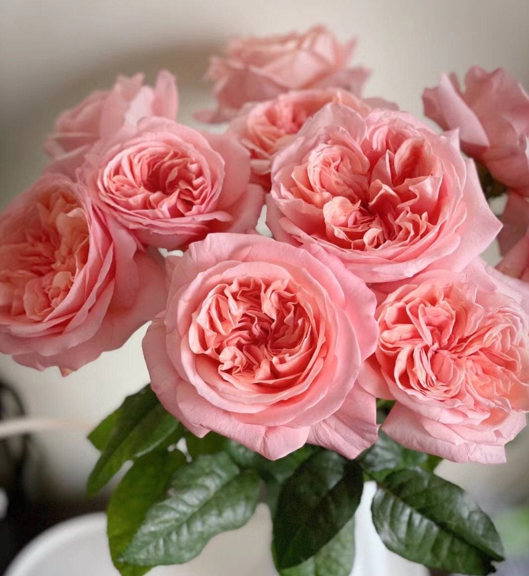 Rose 'London Eye' (伦敦眼) (1Gal+ Live Plant) Shrub Rose