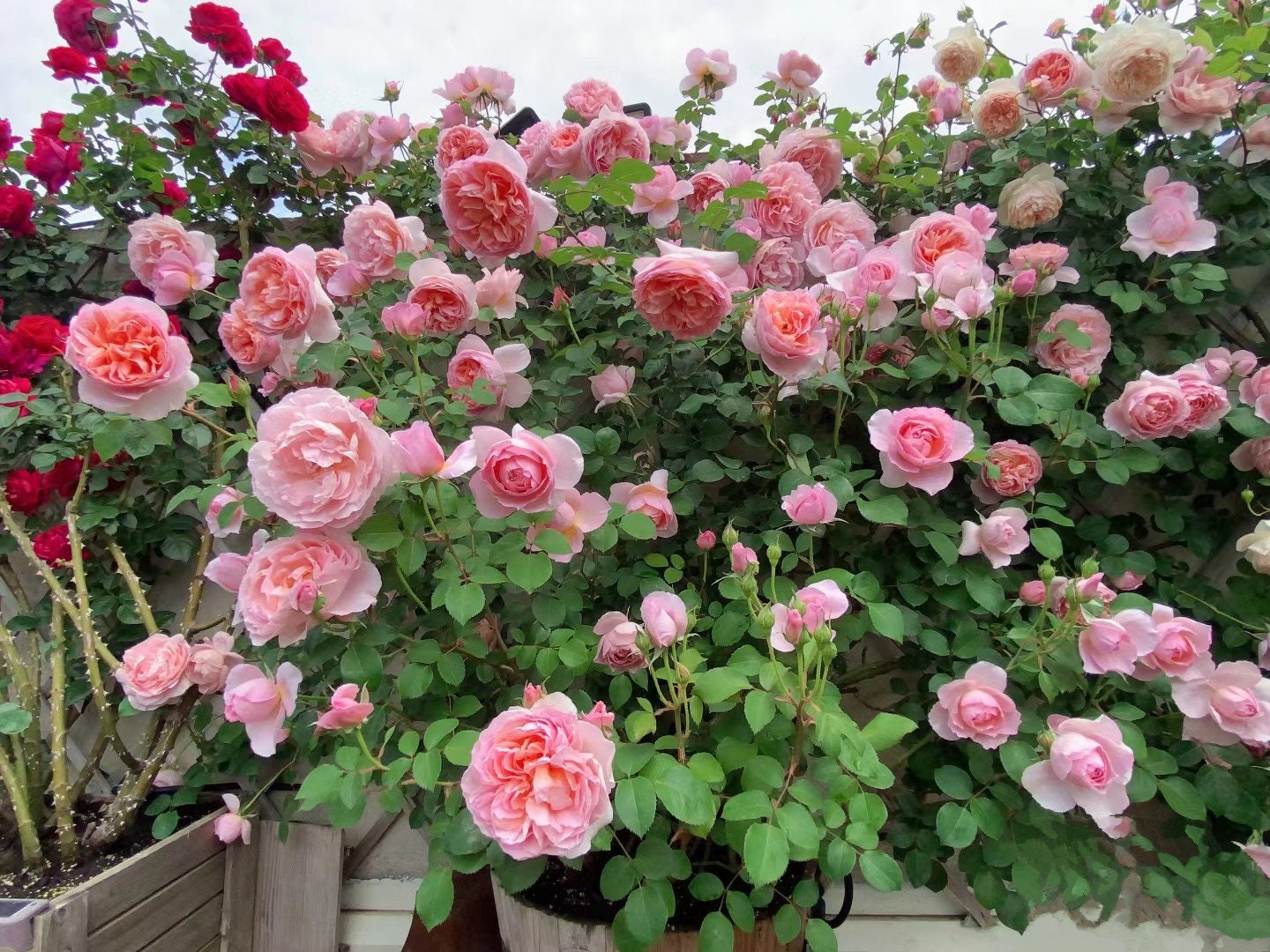 Climbing Rose 'Dames de Chenonceau' (舍农索城堡的女人) (2Gal+ Live Plant)