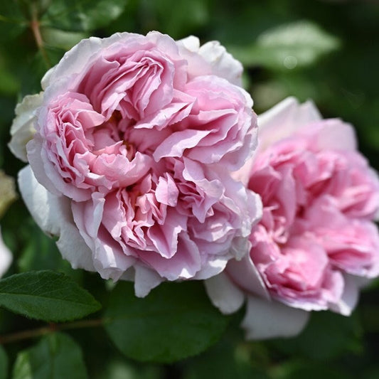Rose 'Rosier Alexandra David Neel' (绝代艳后) (1 Gal+ Live Plant) Shrub Rose