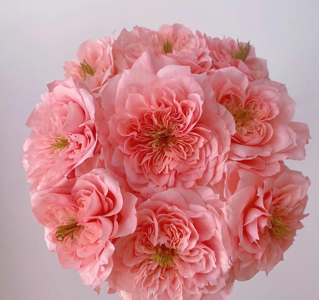 Japanese Rose 'Mikoto' (美琴) (1 Gal+ Live Plant) Shrub Rose