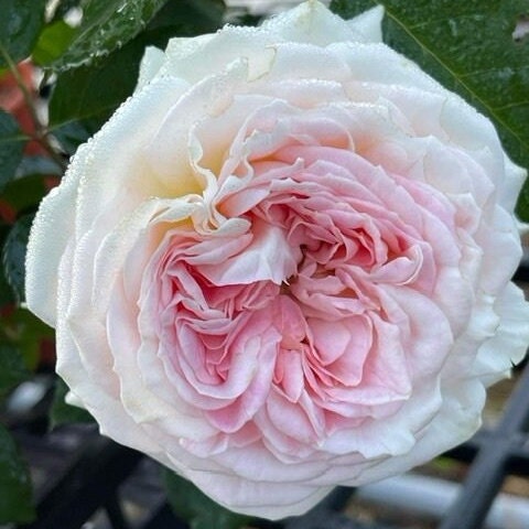 Rose 'Lorena Summerhouse' (蕾娜山庄) (2 Gal+ Live Plant) Shrub Rose