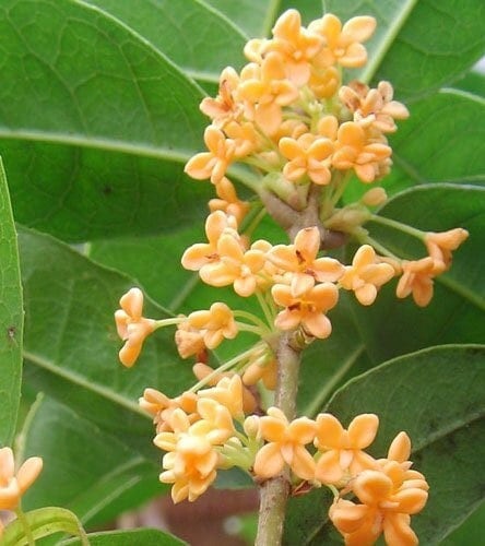 Osmanthus Fragrans 'Tian Xiang Tai Ge' (天香台阁桂花) (2 Gal Live Plant) (Fragrant)