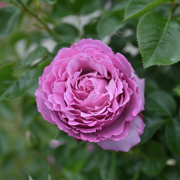 Rose 'Rosier Alexandra David Neel' (绝代艳后) (1 Gal+ Live Plant) Shrub Rose