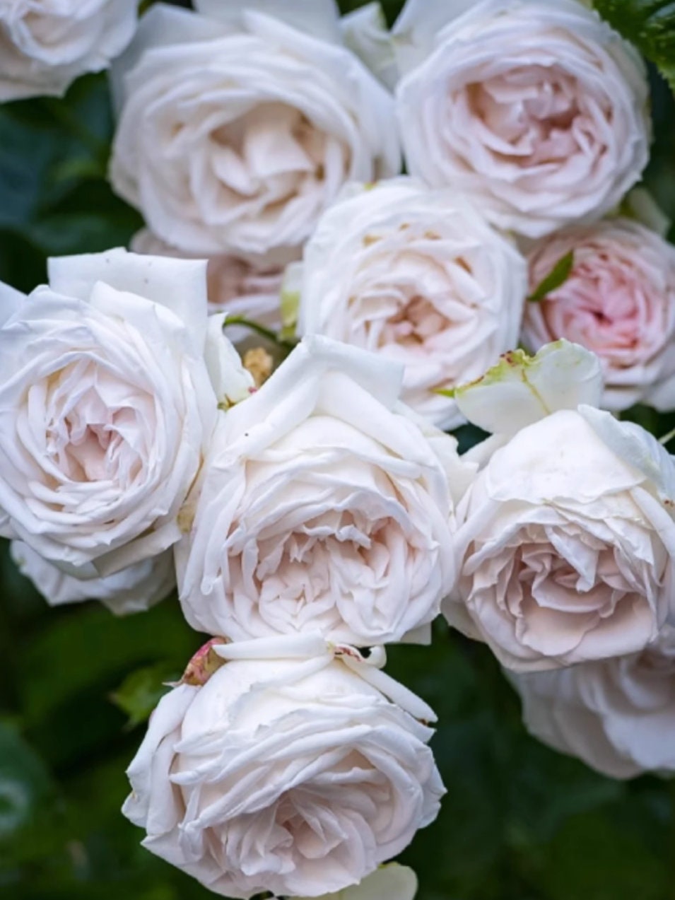 Rose 'Madame Anisette' (茴香酒夫人) (3 Gal+ Live Plant) Shrub Rose