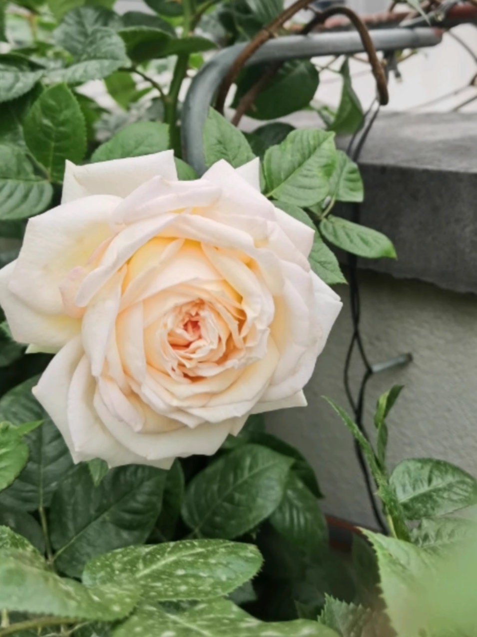 Rose 'Madame Anisette' (茴香酒夫人) (3 Gal+ Live Plant) Shrub Rose