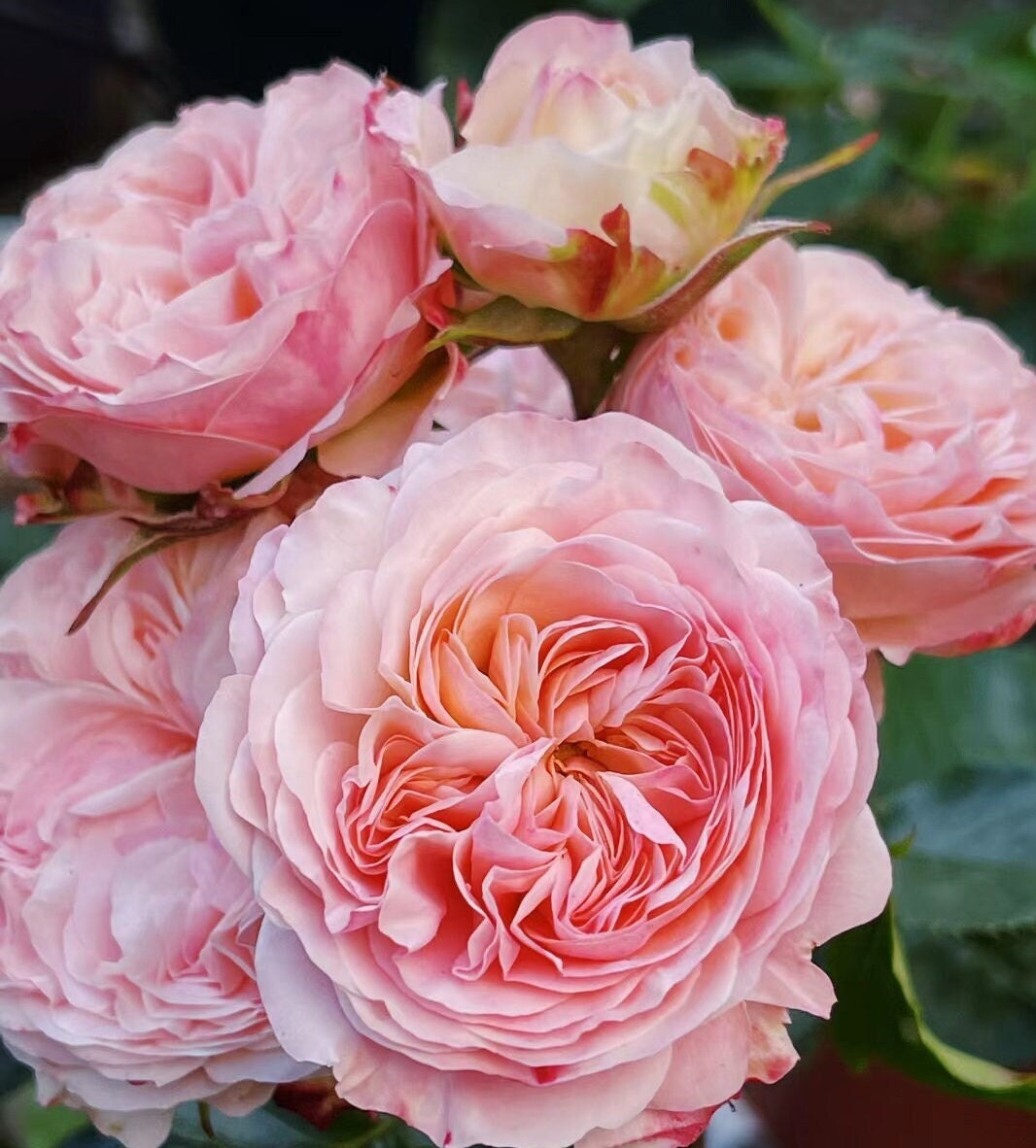 Rose 'Victoria Classic' (维多利亚经典) (2 Gal Live Plant) Shrub Rose