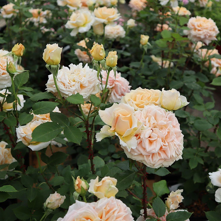 Japanese Rose 'Impact' (冲击) (1 Gal+ Live Plant) Shrub Rose