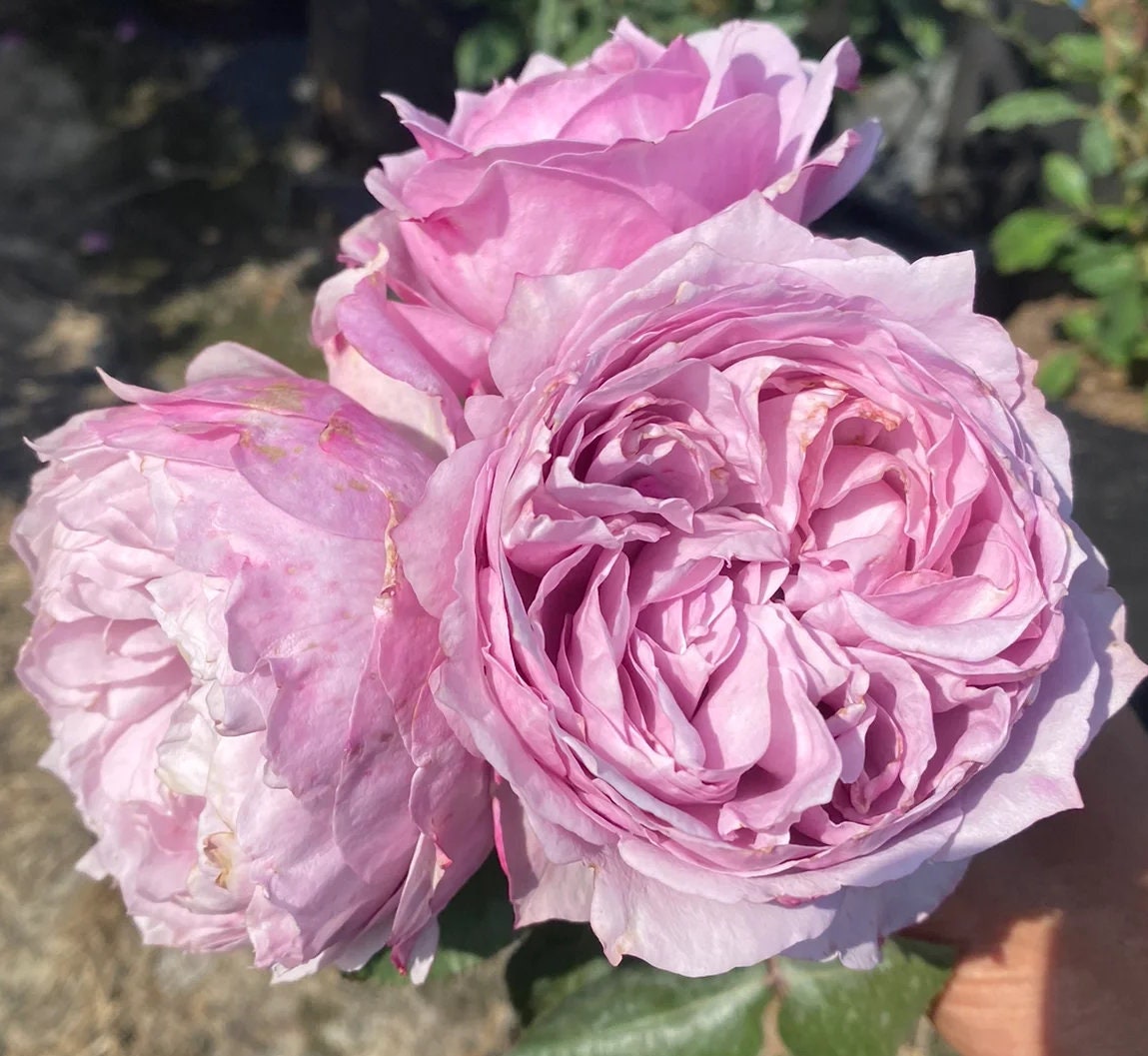 Japanese Rose 'Monarome' (芳香物语) (1 Gal+ Live Plant) Shrub Rose