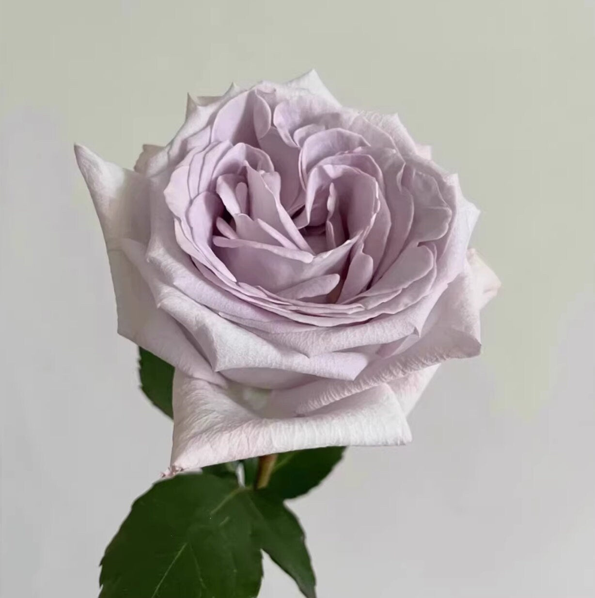 Rose 'Bounty Way' (赏金之路) (1 Gal+ Live Plant) Shrub Rose