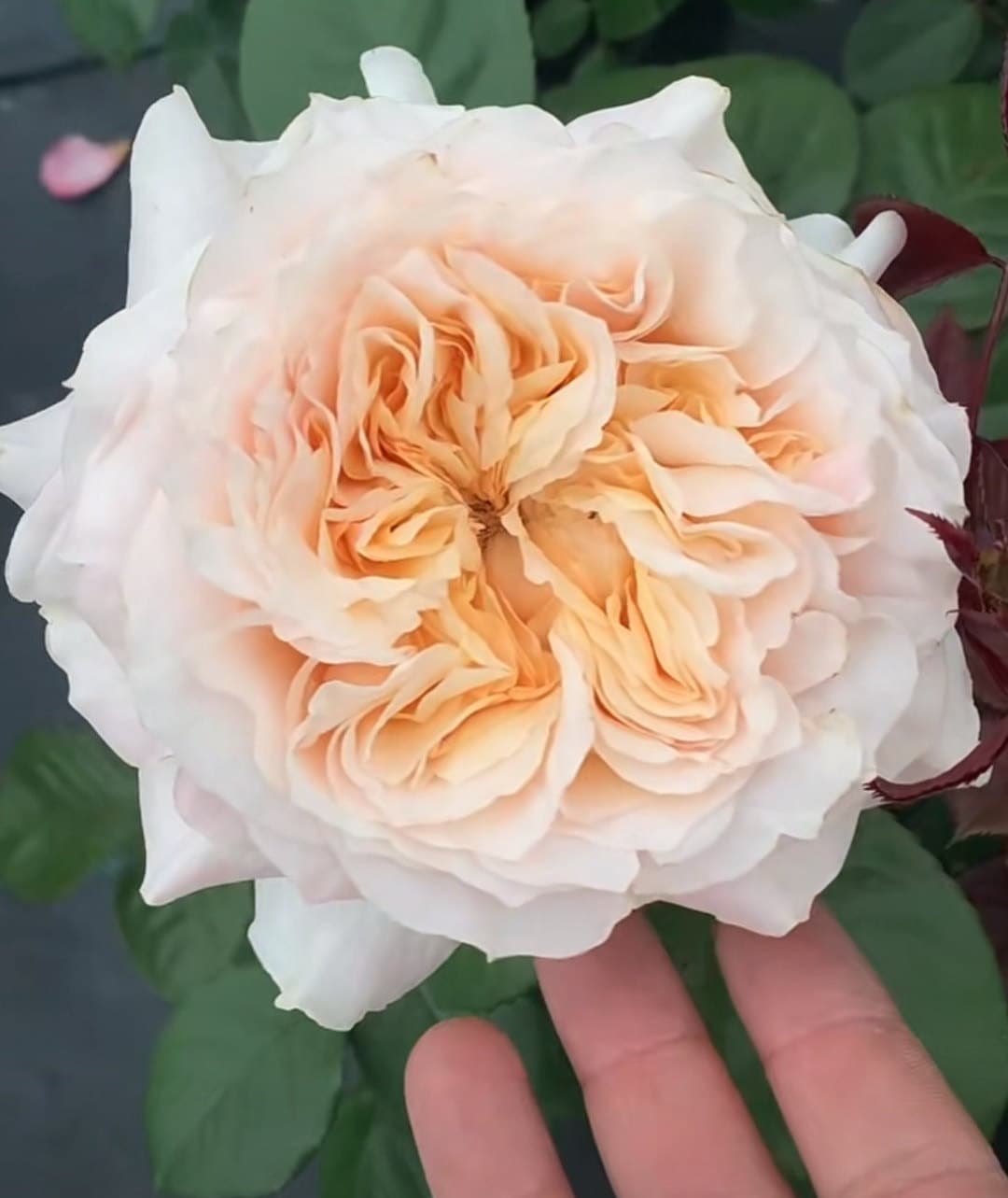 Rose 'Cream Fragrance' (奶油香水) (2 Gal+ Live Plant) Shrub Rose