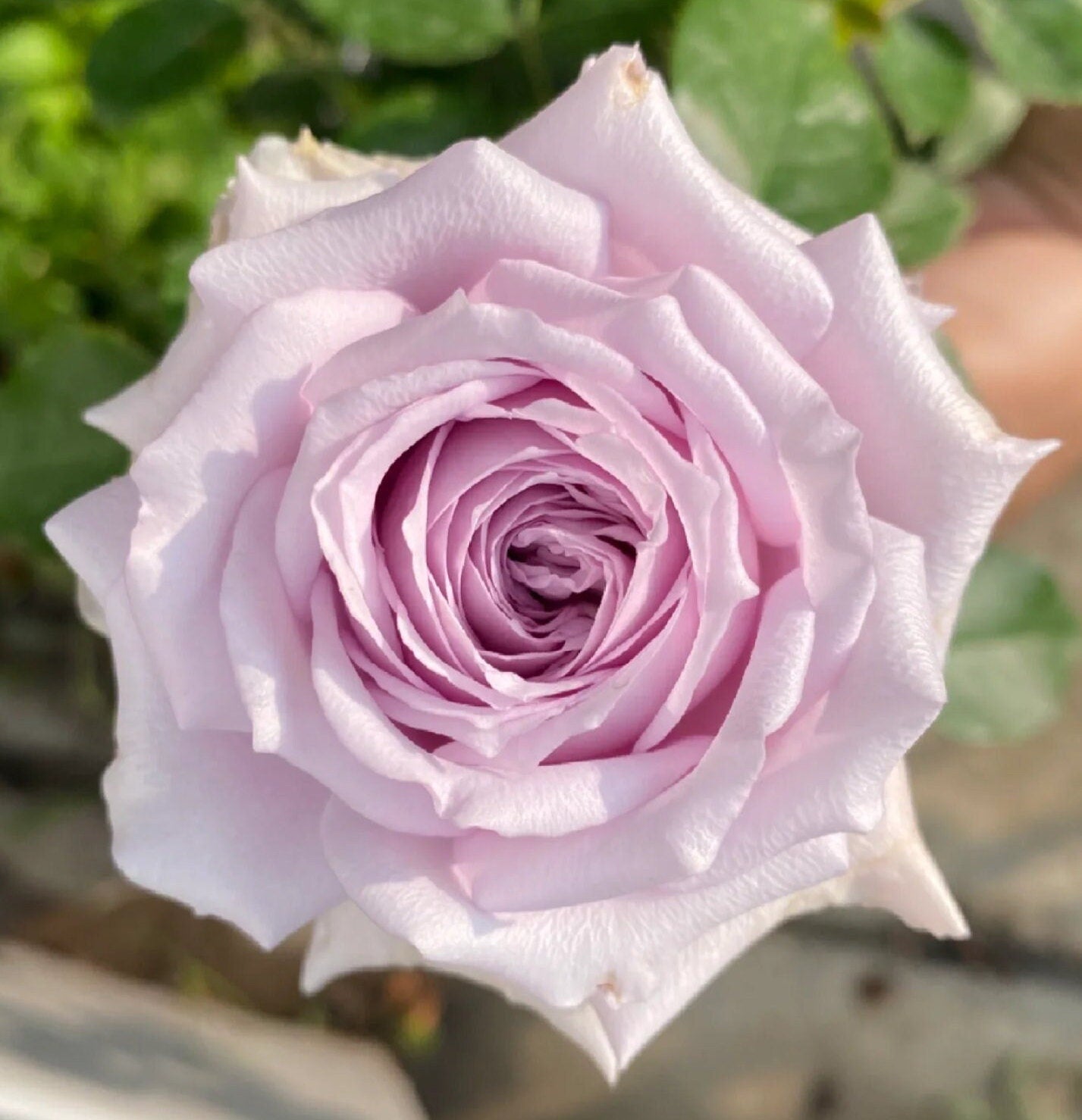 Rose 'Stirling Sensation' (真实感觉) (1 Gal+ Live Plant) Shrub Rose