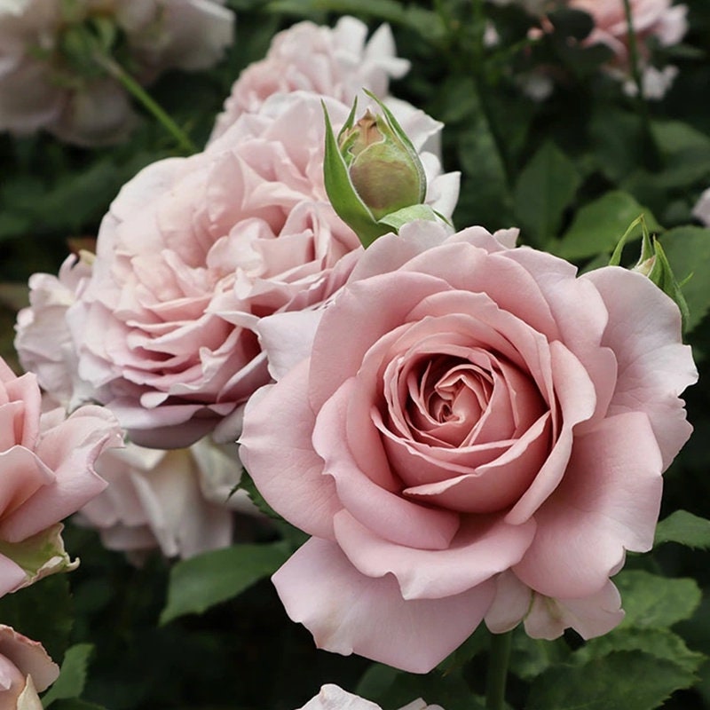 Rose 'Memoire' (回忆录) (1 Gal+ Live Plant) Shrub Rose