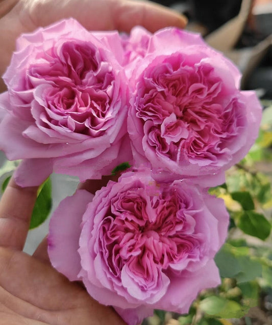 Rose 'Helen' (海伦) (1Gal+ Live Plant) Shrub Rose