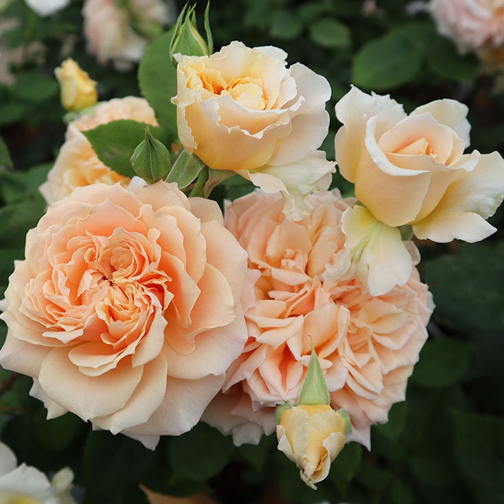 Japanese Rose 'Impact' (冲击) (1 Gal+ Live Plant) Shrub Rose